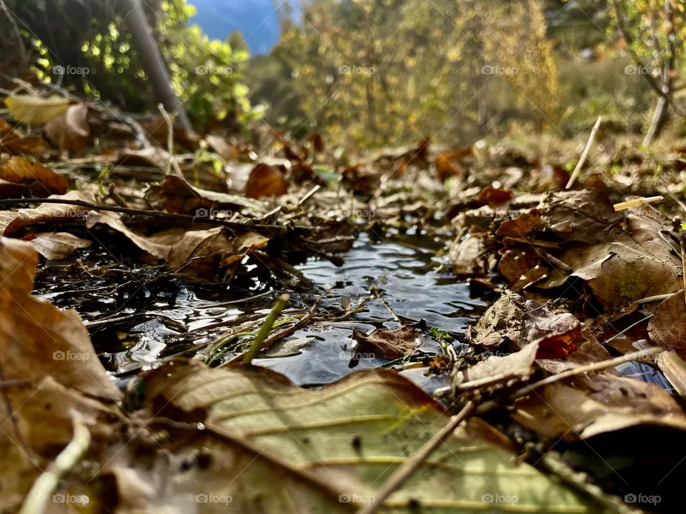 Healing waters 