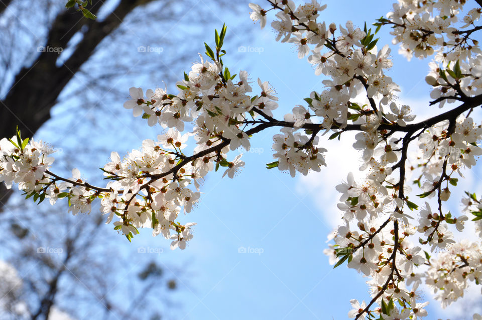 blossom tree