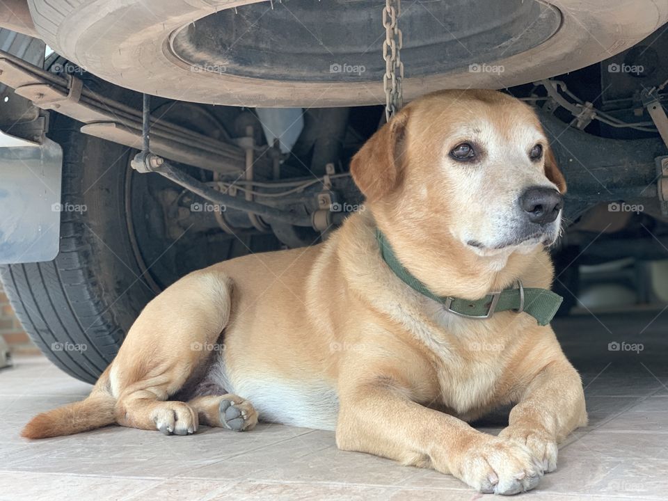 He is such a  arrogant dog today