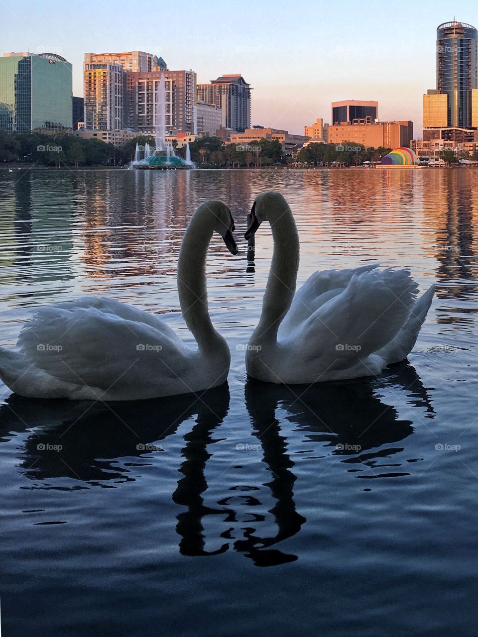 Swan love