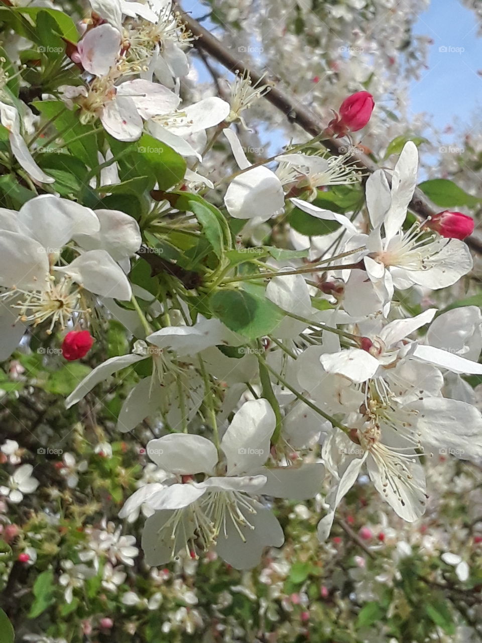White Spring Tree Blossoms