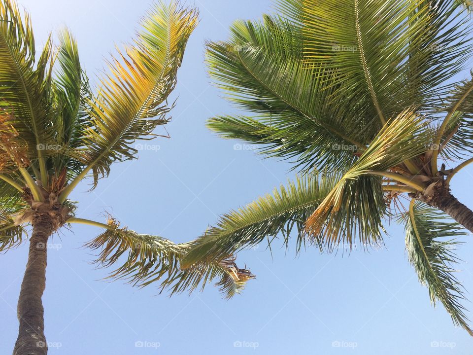 Palms. Punta Cana, DR.