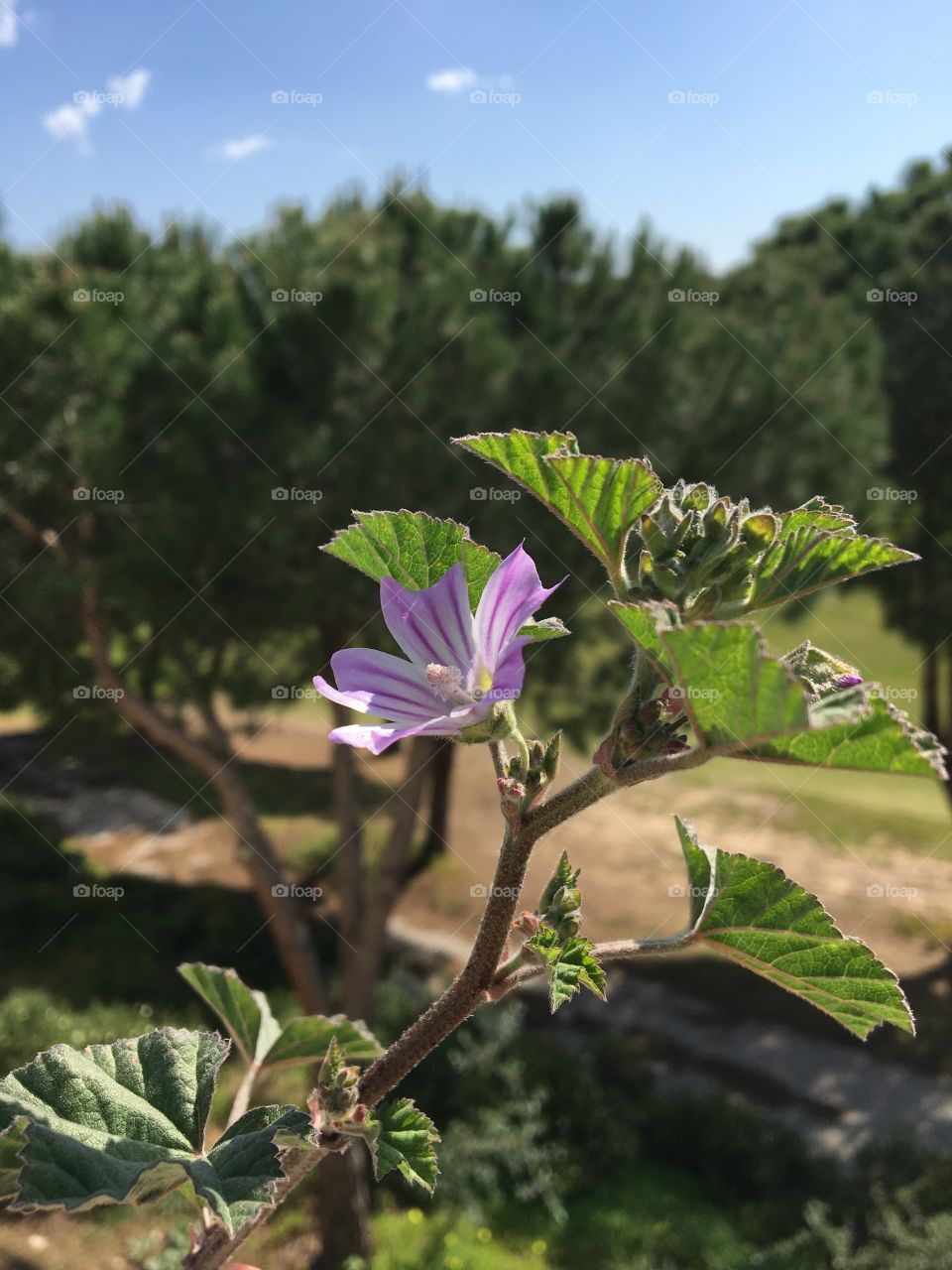 Wild geranium before pine trees landscape 
