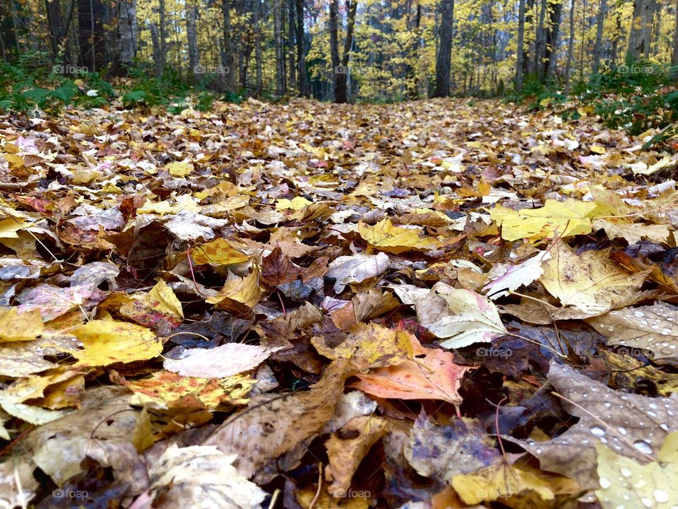 Leaf covered path
