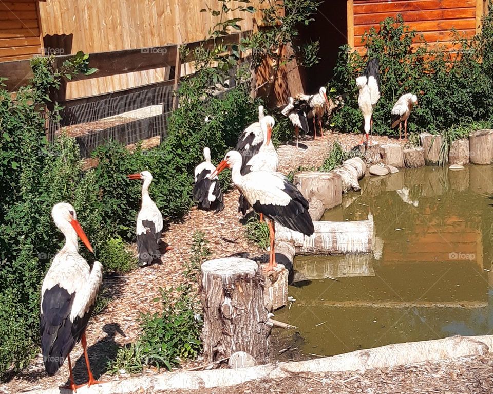 beautiful birds: storks