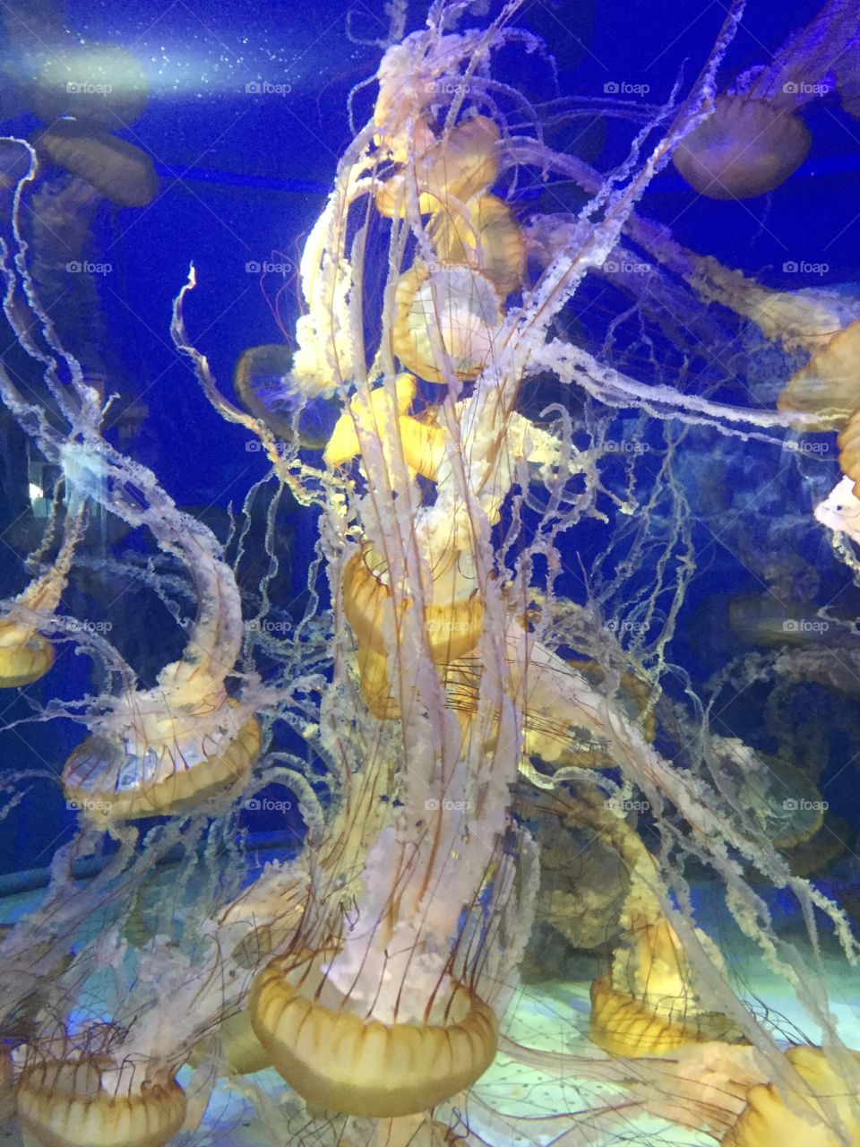 Underwater, Aquarium, Fish, Jellyfish, Water