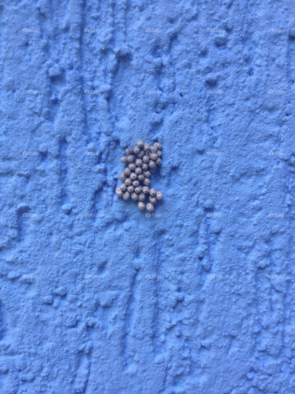 Eggs on a blue wall