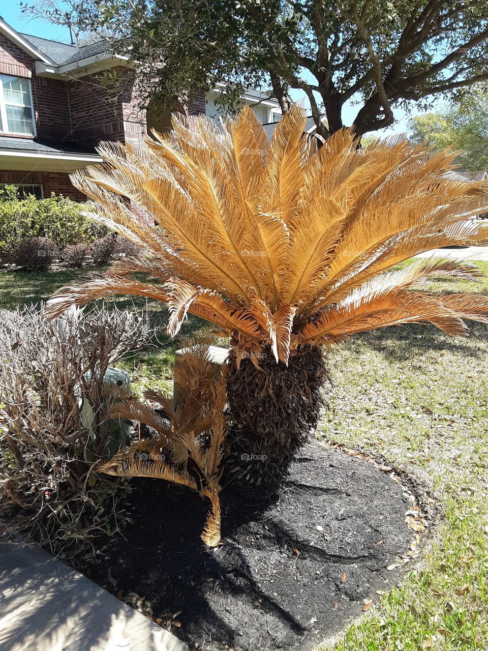 Results of The 
Texas Freeze