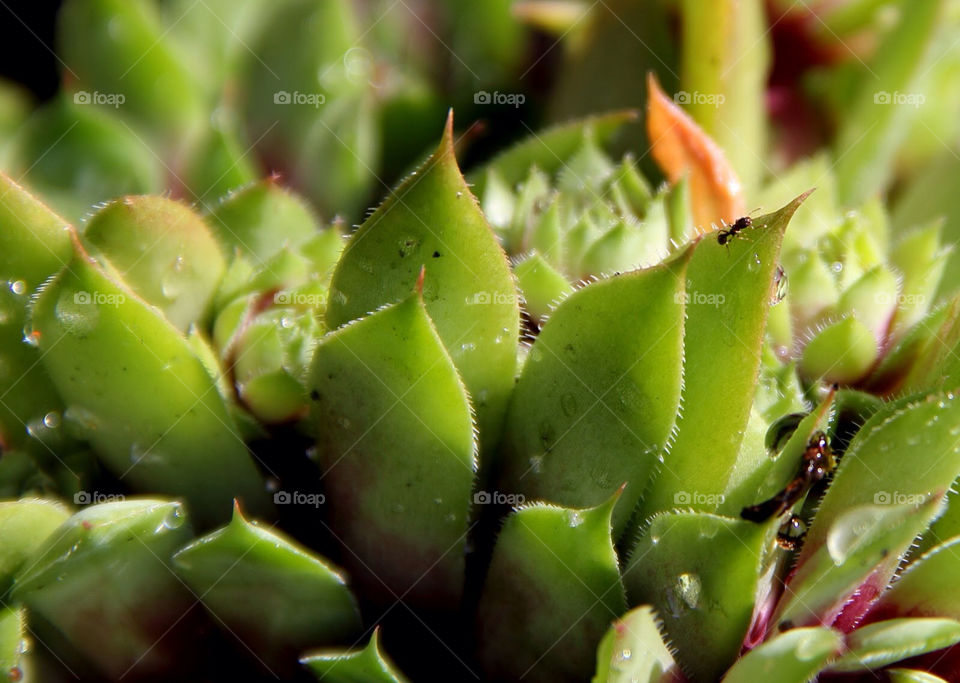 macro plant ant succulent by Garbonzobean