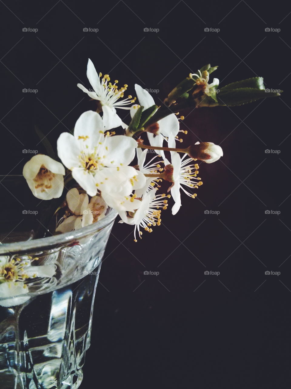Cherry blossom. Cherry blossom in wine glass on dark background
