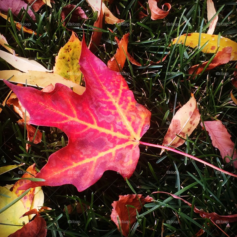 Leaf, Fall, Tree, Season, Color
