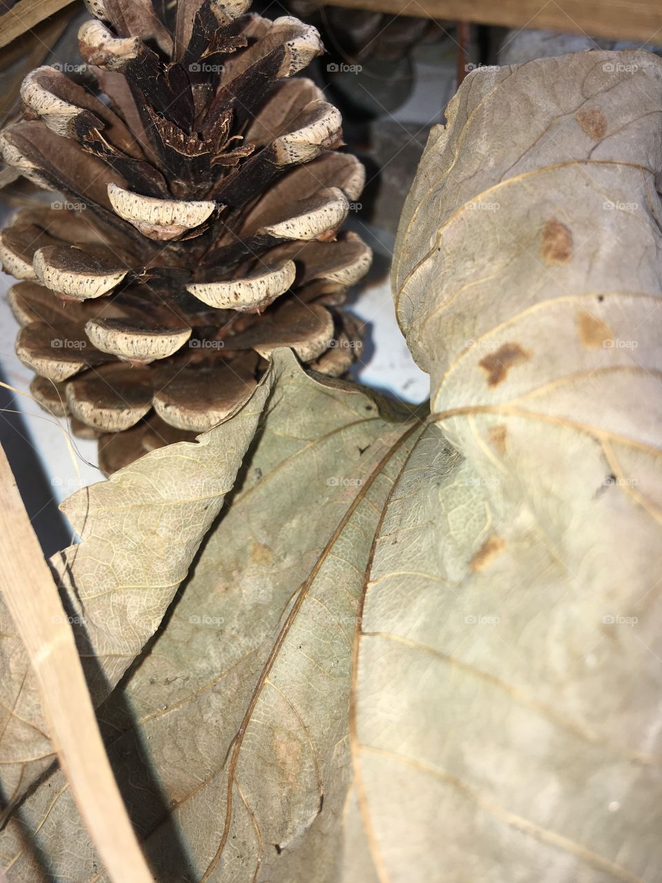 A child’s natural treasure from walks, playing and exploring the woods with his friends. Pine cones, leaves and rocks make the best decorations. 