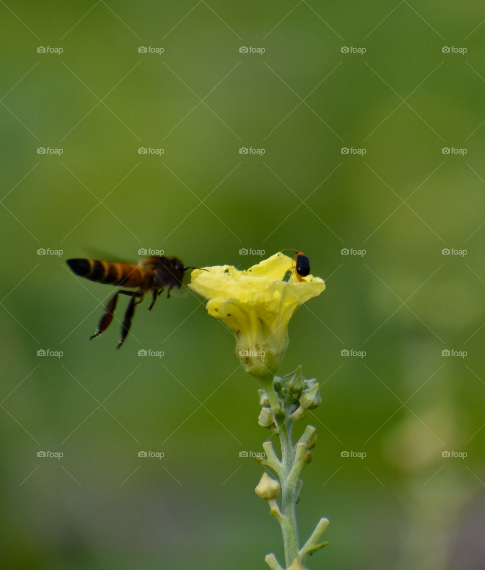 Bees are collecting honey from flower to flower...it is beauty of nature