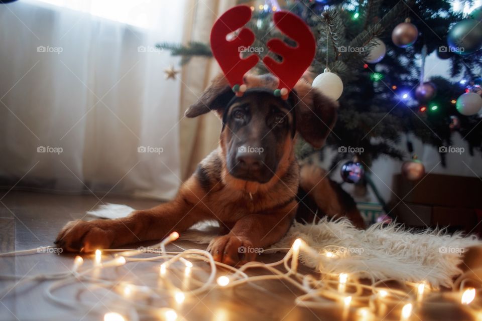 German shepherd puppy near Christmas tree 