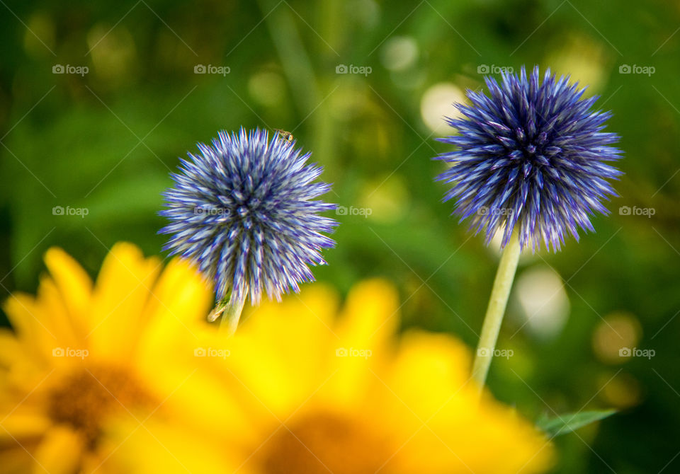 Globe flowers and daisies 