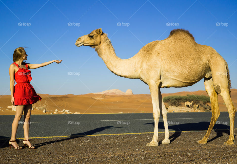 Meeting camel at desert road 