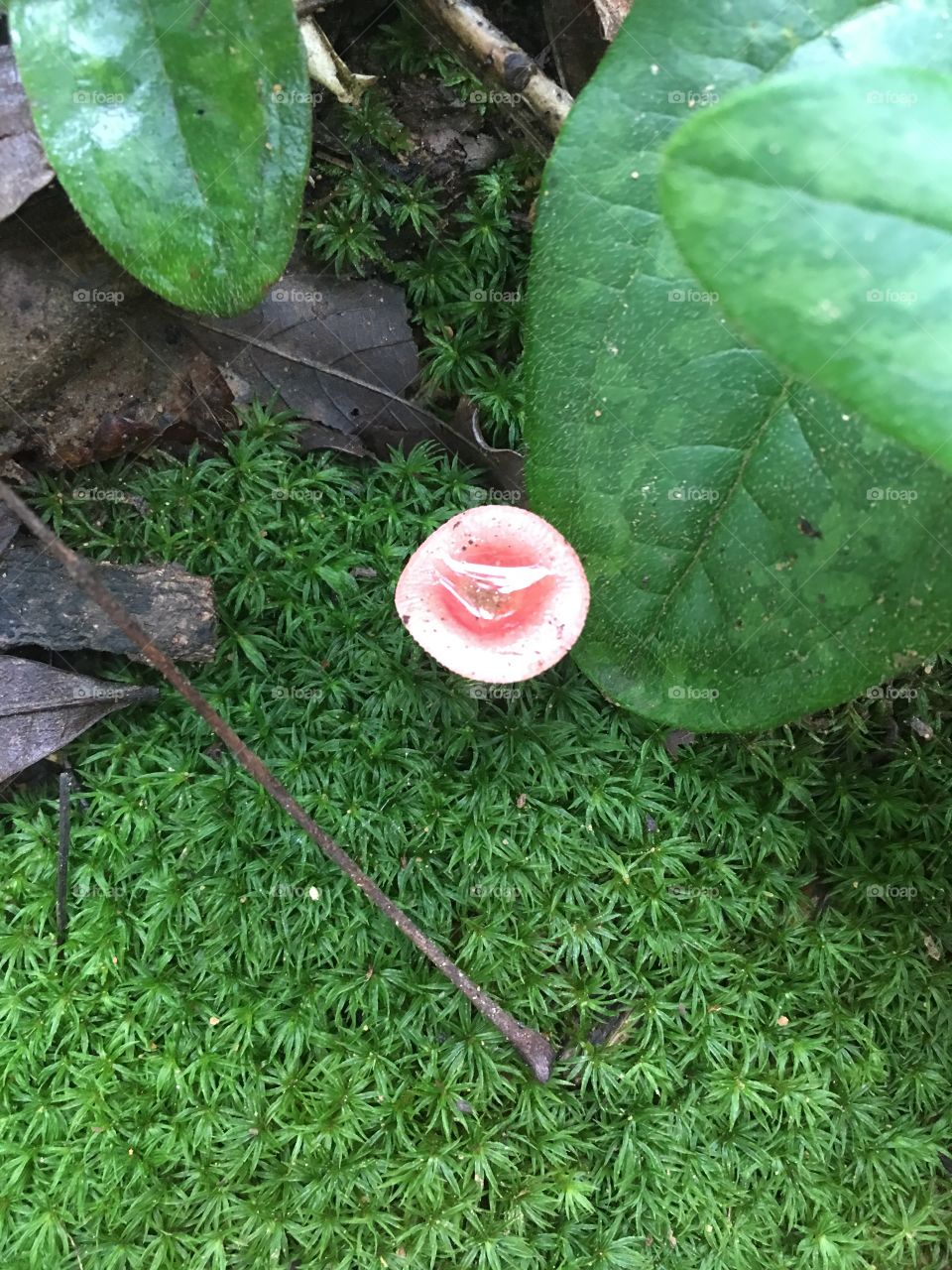 Rain kissed mushroom in moss