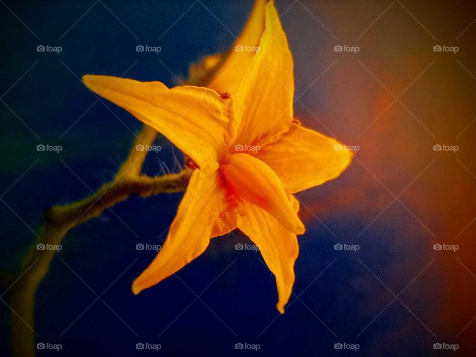 macro shot of tomato flower, yellow petal, beautiful colour combination, Nepal