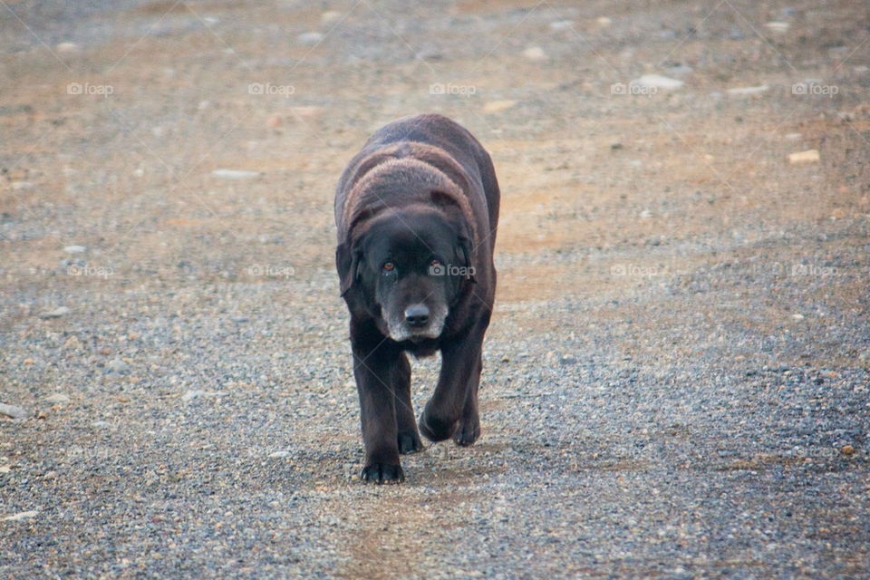 Portrait of a dog