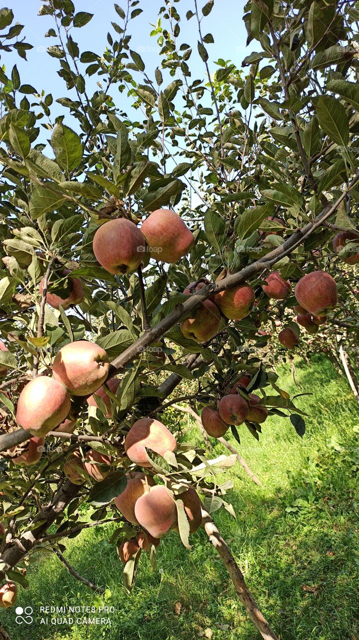 Apple produce of Shopian Kashmir; Delicious, Hard, Red & Juicey.....