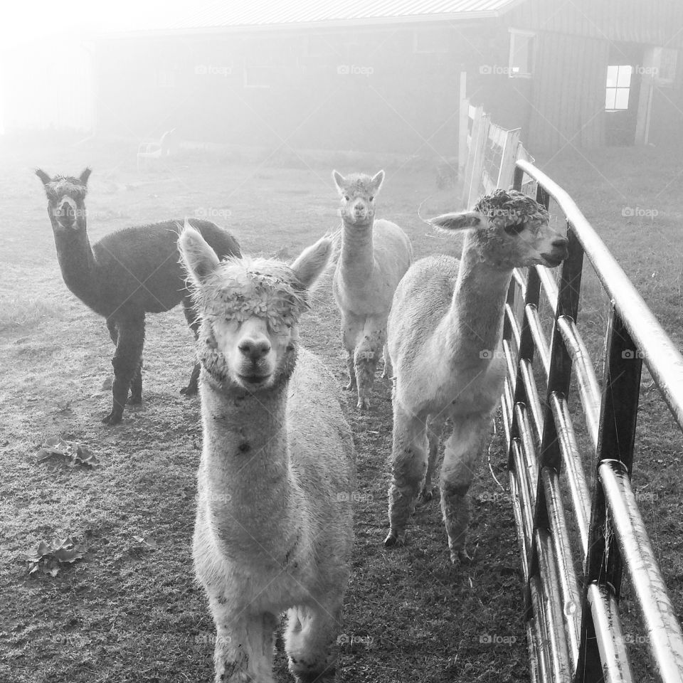 Alpacas in the Mist. Alpacas on our farm. 