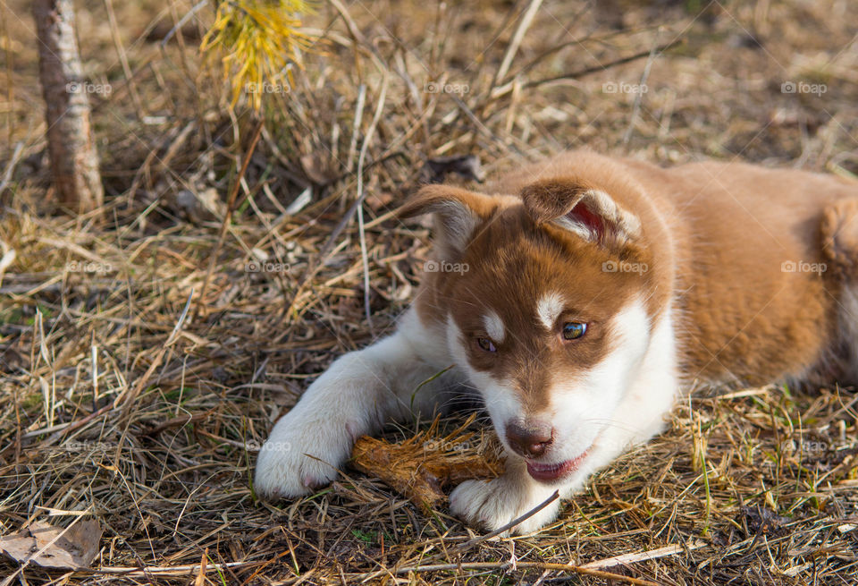 Husky puppy lying on straw