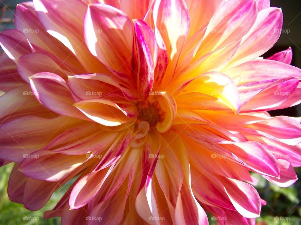 Dahlia