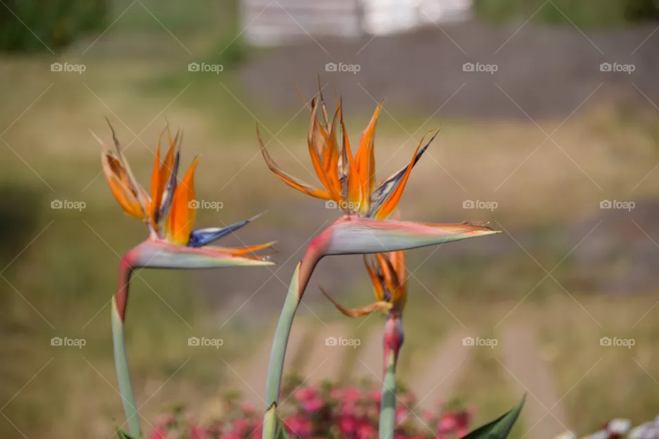 Strelitzia
