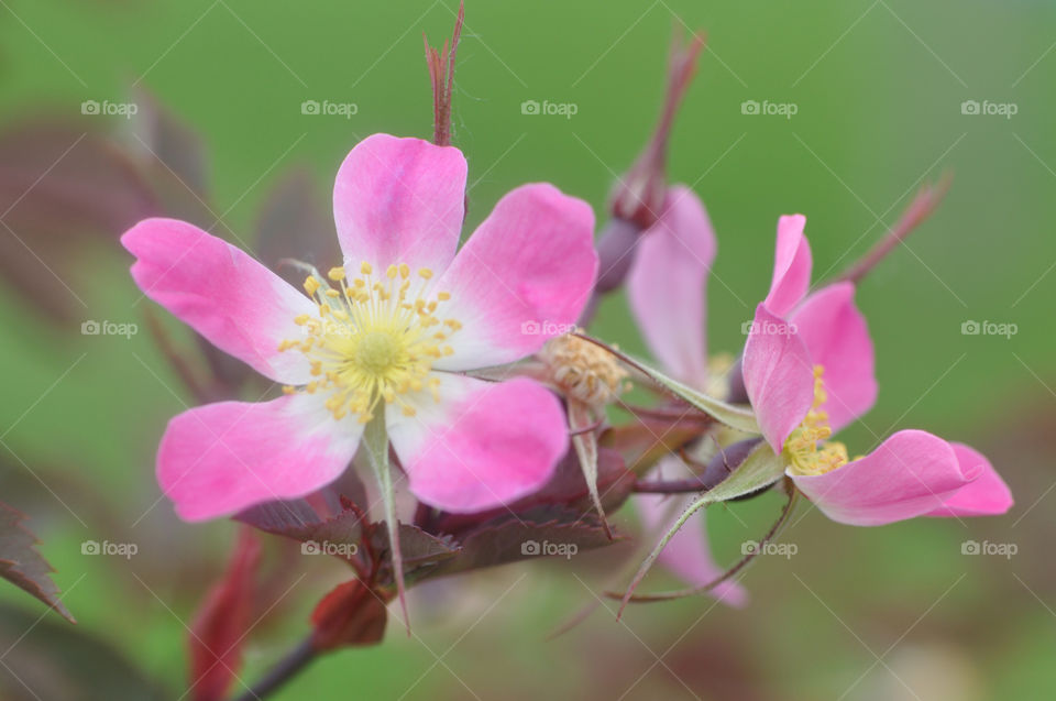 Blume, Blüte, Rose, Garten, Sommer, Frühling, Farbe