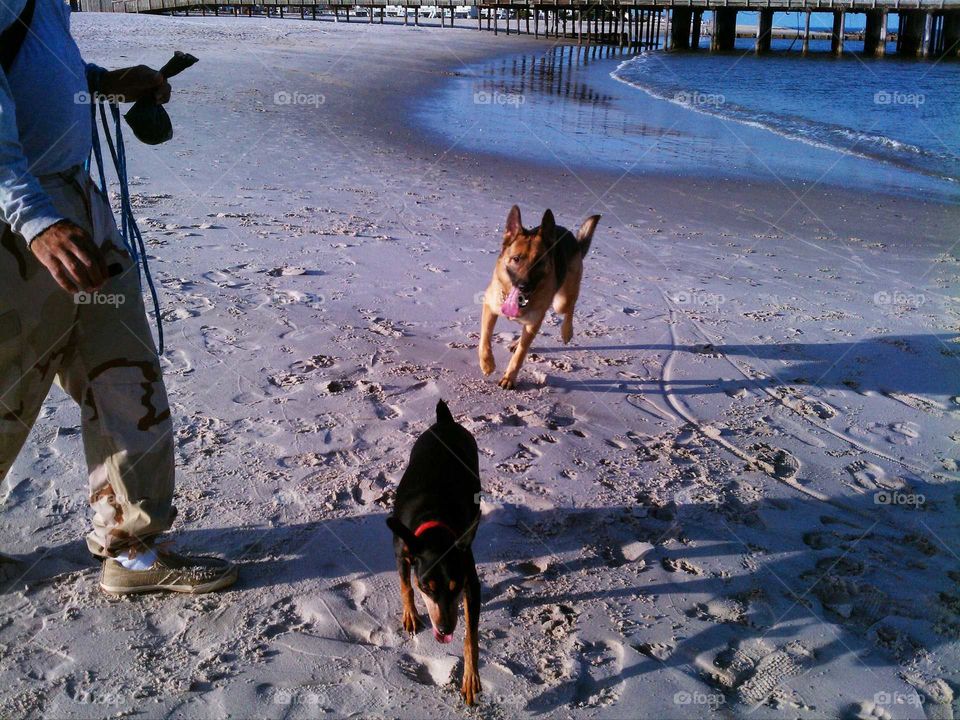 Pups on the beach
