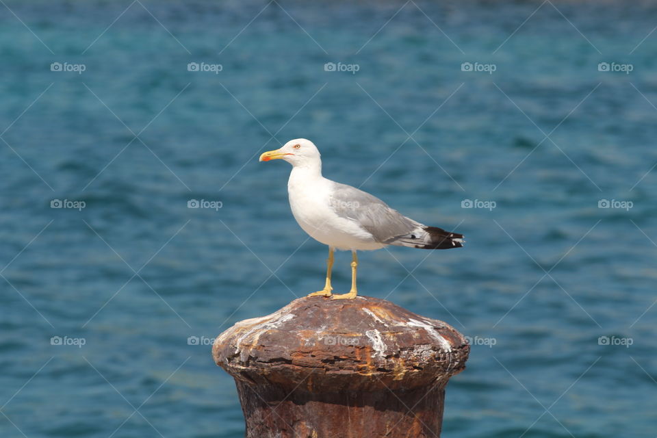 Simple seagull