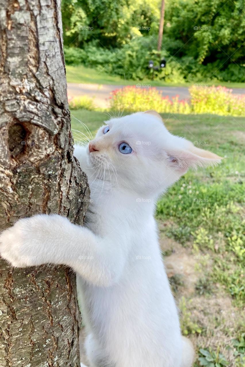 Tree hugging white kitten 
