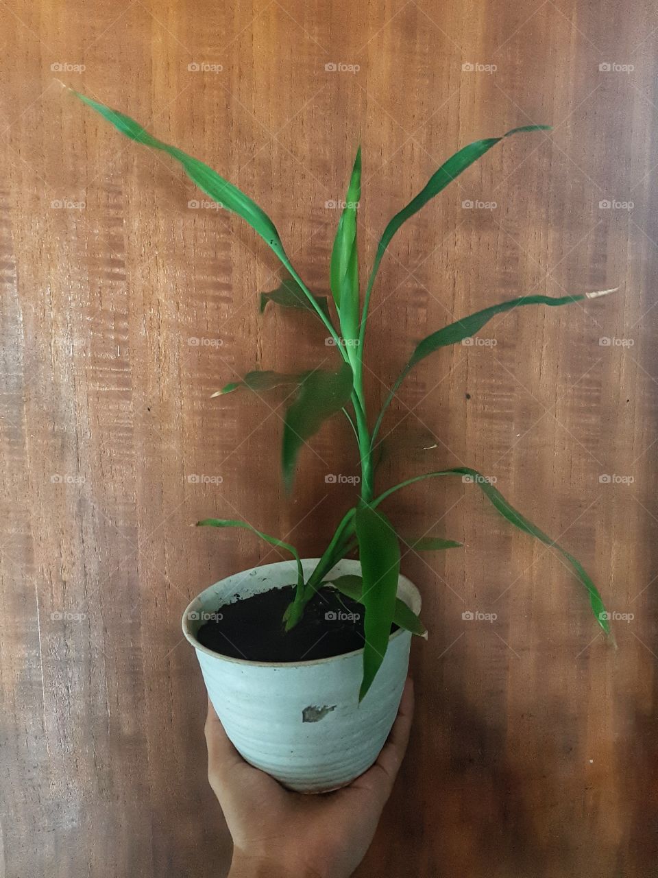 Long green grass planted on the white pot holding by a left hand