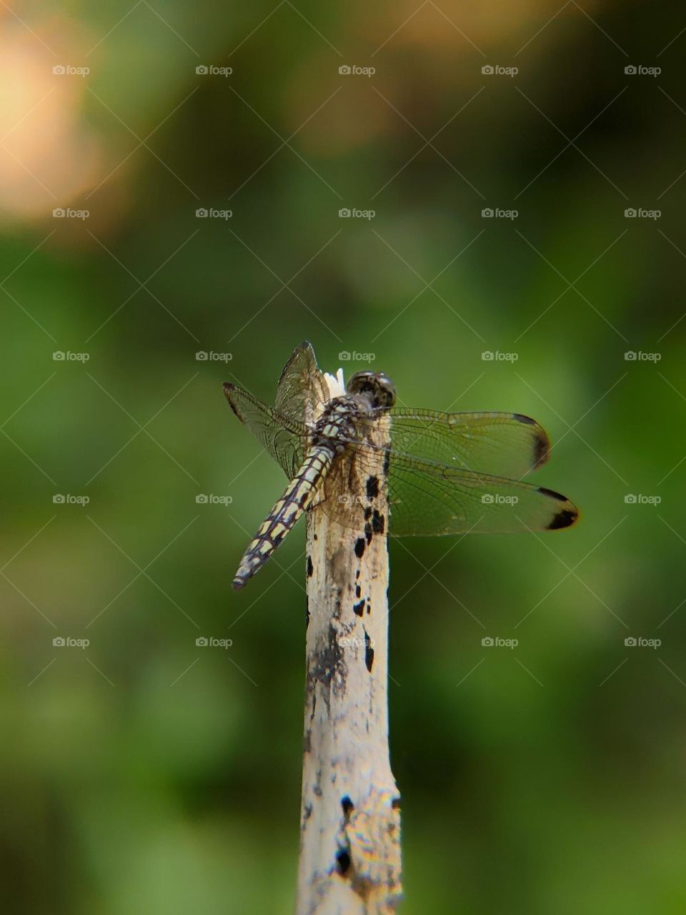 dragonfly