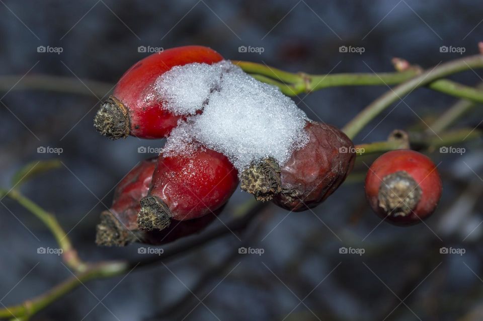 Rosehip berries.