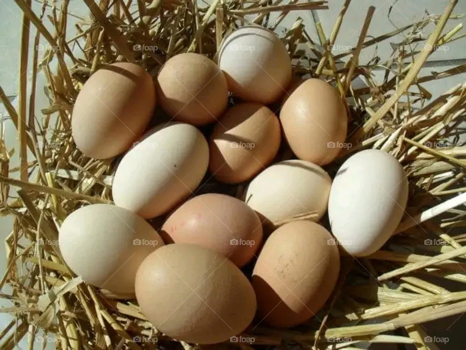 eggs