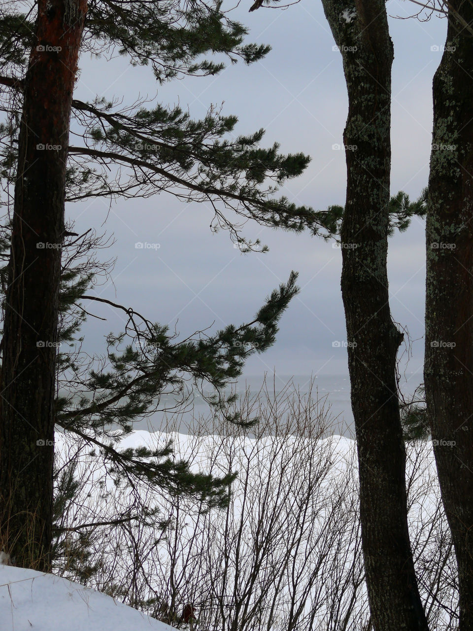 Trees outdoors during winter in Jūrmala, Latvia.