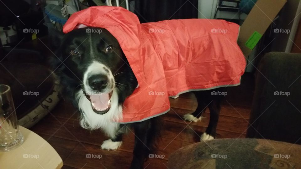 Dog in rain jacket