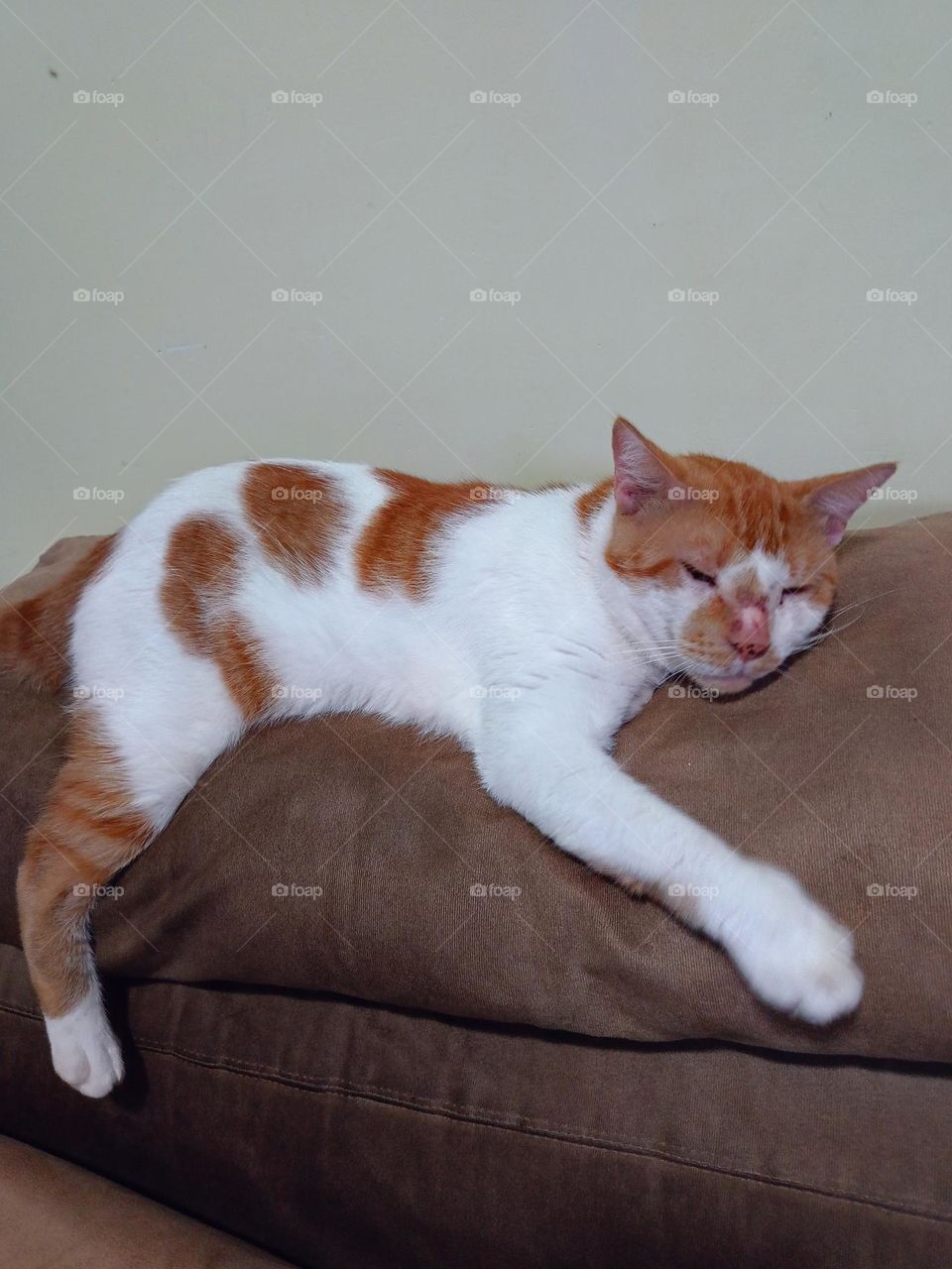 suas cores são perfeitas