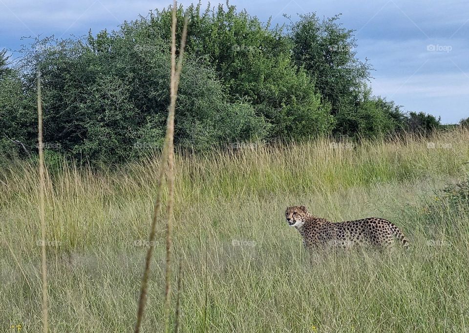 a wild cheetha in the grassland