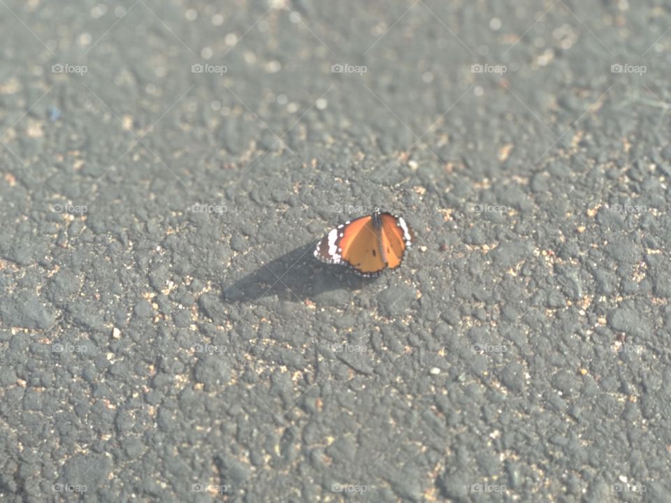 Butterfly on road....