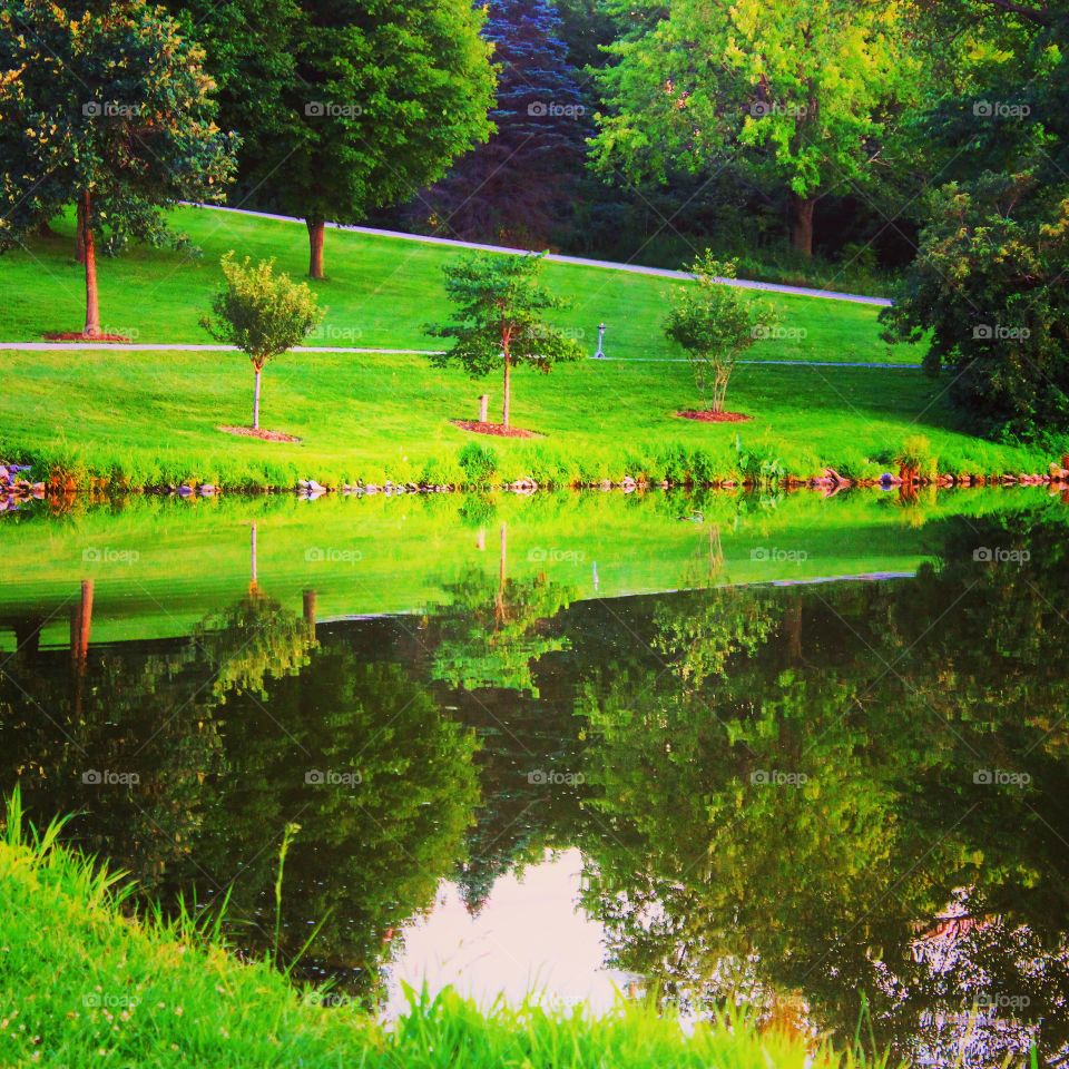 Reflecting trees 