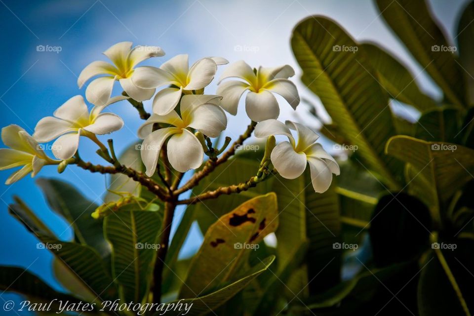 Tropical flowers. Thailand, tropical, flowers, beautiful, colours, shaded, bright 
