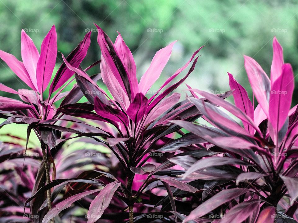 Pink and purple coloured leaves in a tropical garden