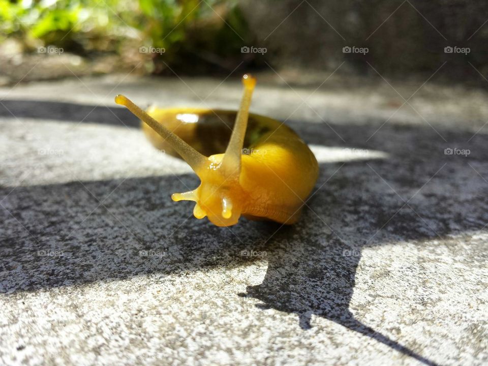 slug