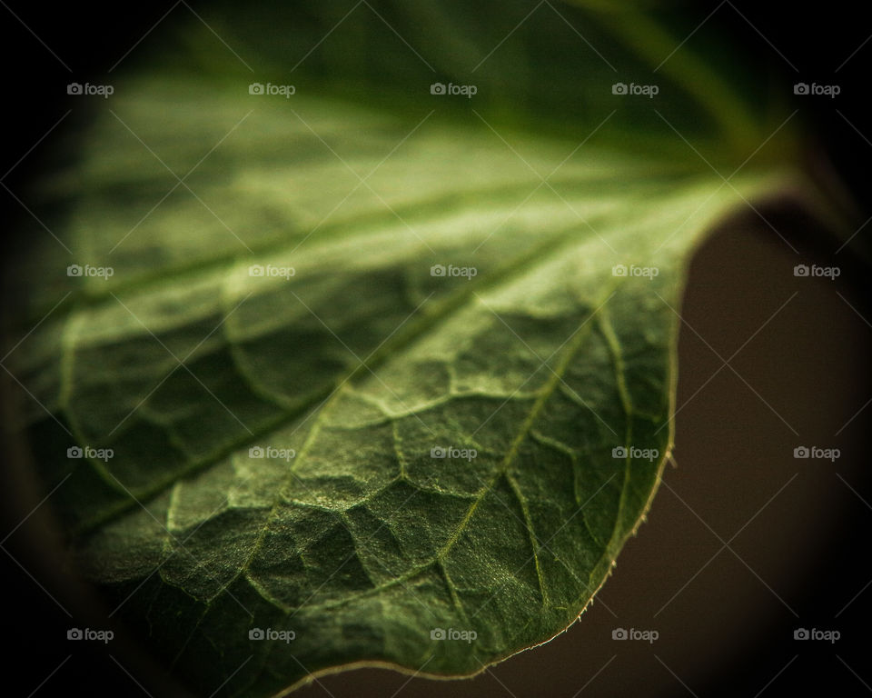 Beautiful creamy macro shot of a leaf, showing it's veins and details, in a stunning green tone.
