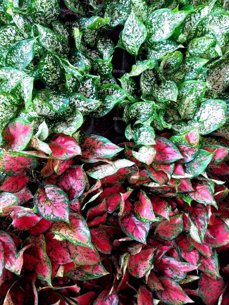 Green and Red Golden pothos plants.