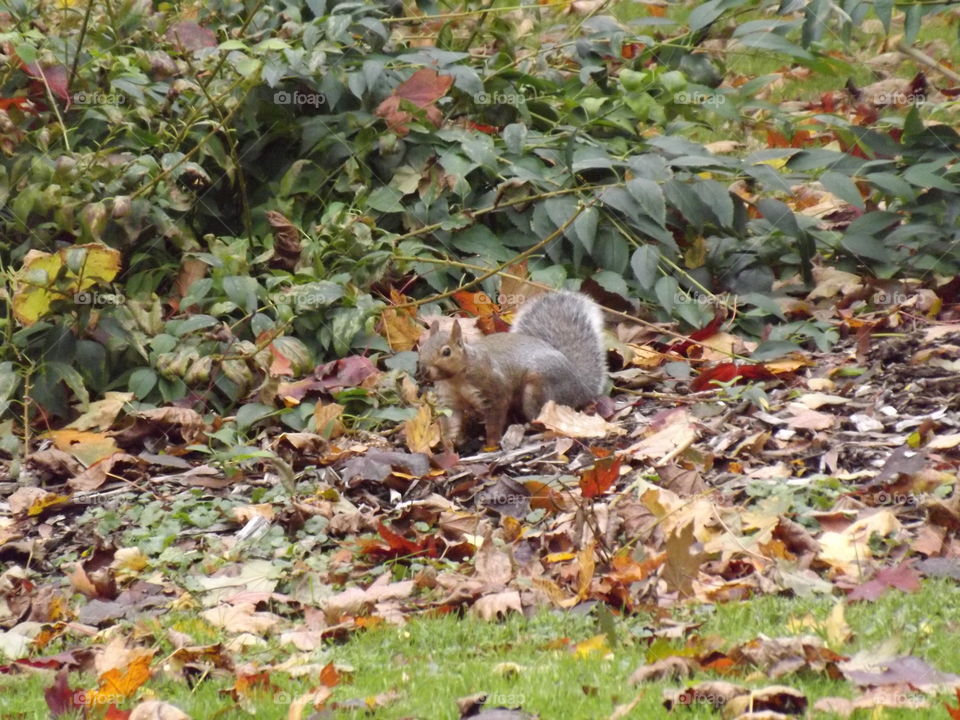 Squirrel in leaves London Ontario