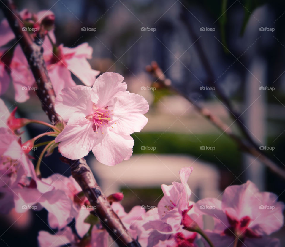 Cherry blossom. 