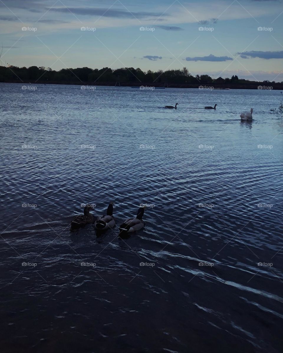 Amazing action shot while on a lovely walk and with the ducks that line up perfectly makes it an amazing photo :) 